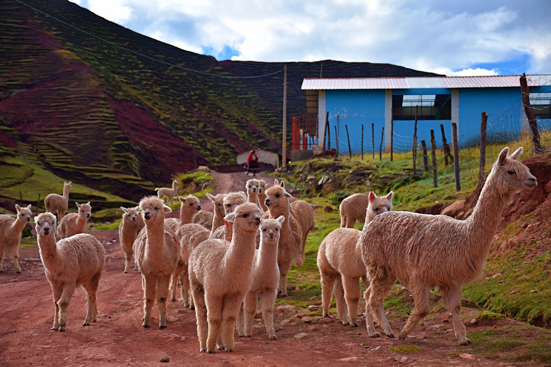 Photo Peruvian textiles